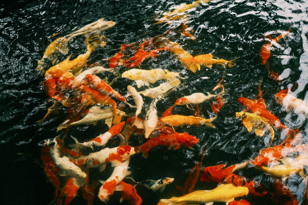 Budowa profesjonalnego stawu dla karpi koi: Od projektu po realizację